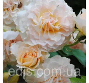 Троянда Екскалібур (Excalibur) англійська флорібунда Троянда Екскалібур (Excalibur) англійська флорібунда