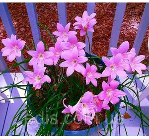 Зефірантес Grandiflora Rosea (Рожевий) 3 цибулини Зефірантес Grandiflora Rosea (Рожевий) 3 цибулини