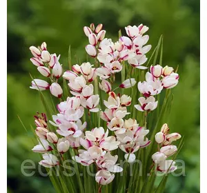 Іксія Sportlight (Спортлайт), 5 цибулин Іксія Sportlight (Спортлайт), 5 цибулин