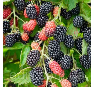 Ожина Лох Несс (Loch Ness) середньопізня Ожина Лох Несс (Loch Ness) середньопізня