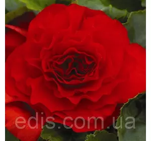 Бегонія бульбова махрова Темно Червона, 1 бульба Бегонія бульбова махрова Темно Червона, 1 бульба