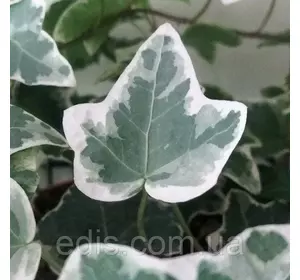 Хедера (плющ кімнатний) Variegata Р9 Хедера (плющ кімнатний) Variegata Р9