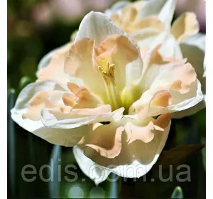 Нарцис розрізнокорончатий Cum Laude (Кум Лауде) 2 цибулини Нарцис розрізнокорончатий Cum Laude (Кум Лауде) 2 цибулини