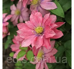 Клематис Little Mermaid (Літл Мермэйд), Р9 Клематис Little Mermaid (Літл Мермэйд), Р9
