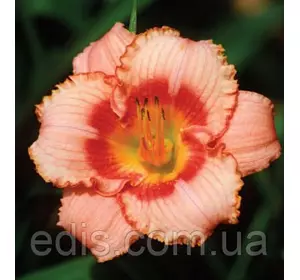 Лілейник Strawberry Candy в контейнері Лілейник Strawberry Candy в контейнері