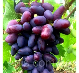 Виноград Байконур (ранній) Виноград Байконур (ранній)