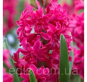 Гіацинт махровий Red Diamond 1 цибулина (калібр 16/17 - великий) Гіацинт махровий Red Diamond 1 цибулина (калібр 16/17 - великий)