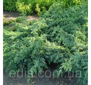 Ялівець Blue Swede (Блю Свід / Ханнеторп) у контейнері 2 л Ялівець Blue Swede (Блю Свід / Ханнеторп) у контейнері 2 л