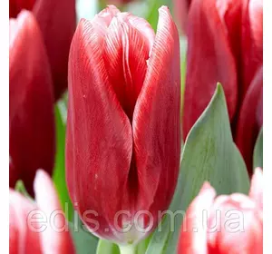 Тюльпан Тріумф Vampire (Вампайр) 3 цибулини Тюльпан Тріумф Vampire (Вампайр) 3 цибулини
