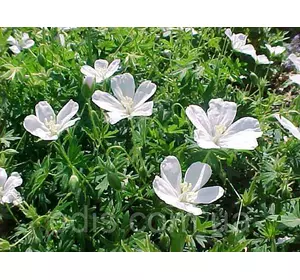 Садова Герань Album в контейнері Садова Герань Album в контейнері