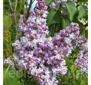 Бузок Генерал Першинг Бузок Генерал Першинг