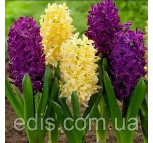 Набір цибулин квітів Banana Plum, 2 цибулини гіацинтів Набір цибулин квітів Banana Plum, 2 цибулини гіацинтів