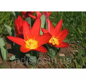 Тюльпан Кауфмана Scarlet Baby (Скарлет Бейбі) 3 цибулинки Тюльпан Кауфмана Scarlet Baby (Скарлет Бейбі) 3 цибулинки