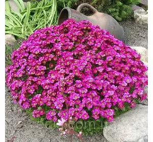 Арабис альпійський (резуха) рожевий Арабис альпійський (резуха) рожевий