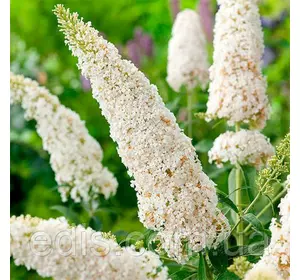 Буддлея Давида Nanho White (Нанчо Уайт) у контейнері Буддлея Давида Nanho White (Нанчо Уайт) у контейнері