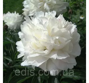 Півонія Shirley Temple кореневище Півонія Shirley Temple кореневище