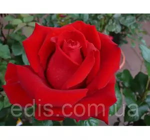Троянда Бургунд (Burgund) чайно-гібридна Троянда Бургунд (Burgund) чайно-гібридна