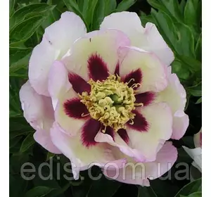 Півонія ІТО Pastel Splendour (Пастель Сплендор) кореневище Півонія ІТО Pastel Splendour (Пастель Сплендор) кореневище