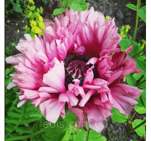 Мак багаторічний Ruffled Patty Мак багаторічний Ruffled Patty