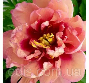 Півонія ІТО Julia Rose (Джулія Роуз) кореневище в пакеті Півонія ІТО Julia Rose (Джулія Роуз) кореневище в пакеті