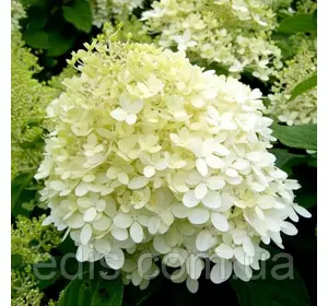Гортензія волотиста Limelight (Лаймлайт), 2-річна, контейнер 0.5 л. Гортензія волотиста Limelight (Лаймлайт), 2-річна, контейнер 0.5 л.