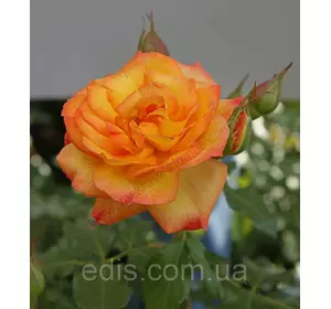 Троянда в'юнка Повний Місяць (Full Moon) Троянда в'юнка Повний Місяць (Full Moon)