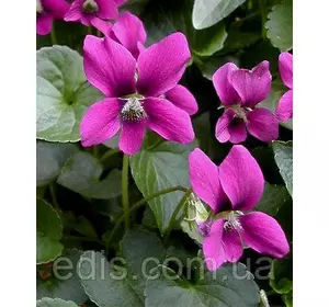 Фіалка сестринська Рубра (Viola sororia Rubra) Фіалка сестринська Рубра (Viola sororia Rubra)