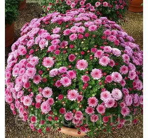 Хризантема Gigi Pink (Джіджі Пінк) контейнер 0,5 л Хризантема Gigi Pink (Джіджі Пінк) контейнер 0,5 л