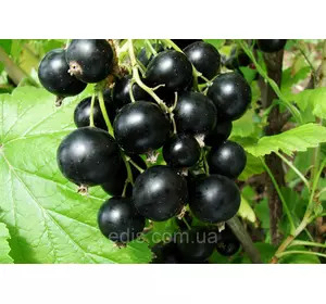 Смородина чорна Вернісаж (середньостигла) Смородина чорна Вернісаж (середньостигла)