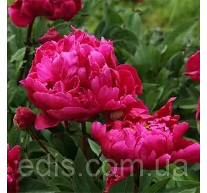 Півонія Karl Rosenfield кореневище Півонія Karl Rosenfield кореневище