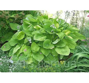 Хоста August Moon (Огест Мун) 1-2 розетки, у горщику Хоста August Moon (Огест Мун) 1-2 розетки, у горщику