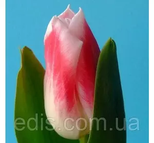 Тюльпан Тріумф Pleasure (Плеже) Низькорослий! 3 цибулинки Тюльпан Тріумф Pleasure (Плеже) Низькорослий! 3 цибулинки