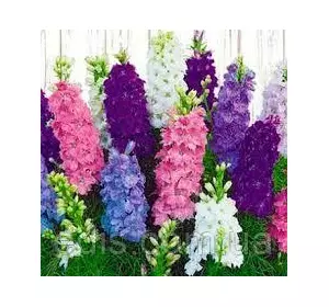 Дельфініум низькорослий суміш 0,5 г, насіння Яскрава Дельфініум низькорослий суміш 0,5 г, насіння Яскрава