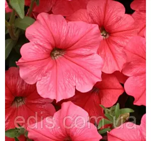 Петунія ампельна Лавина Лососева F1 10 насінин-драже, серія PREMIUM ТМ Яскрава Петунія ампельна Лавина Лососева F1 10 насінин-драже, серія PREMIUM ТМ Яскрава