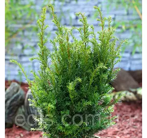 Тис средний Groenland (Гроенланд) в контейнере Тис средний Groenland (Гроенланд) в контейнере