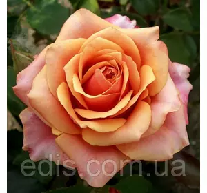 Троянда Бірді (Birdy) чайно-гібридна Троянда Бірді (Birdy) чайно-гібридна