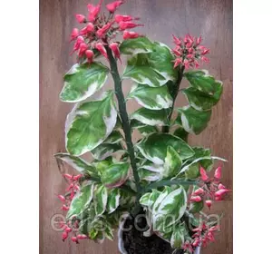 Кімнатна рослина Педілантус Титималоїдний варієгатний h=20 см Кімнатна рослина Педілантус Титималоїдний варієгатний h=20 см