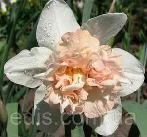 Нарцис махровий Rosy Cloud (Розі Клоуд) 1 луковица Нарцис махровий Rosy Cloud (Розі Клоуд) 1 луковица