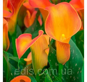Калла Morning Sun (Монін Сан) 1 бульба 12/14 Калла Morning Sun (Монін Сан) 1 бульба 12/14