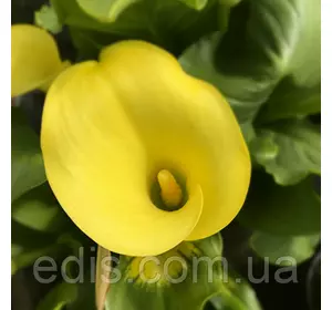 Калла бульбова Corazon (Коразон) 1 бульба 12/14 Калла бульбова Corazon (Коразон) 1 бульба 12/14