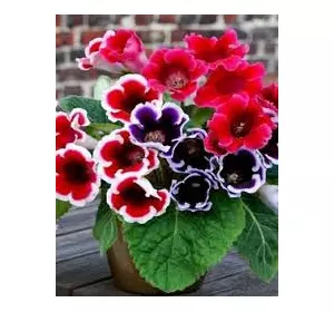 Глоксинія суміш 3 бульби Глоксинія суміш 3 бульби