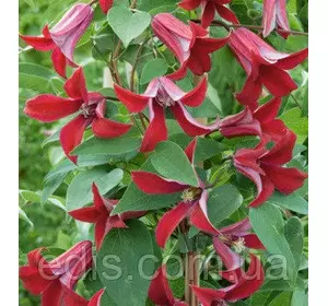 Клематис Gravetye Beauty (Гравети Б'юті) Клематис Gravetye Beauty (Гравети Б'юті)