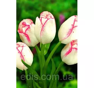 Тюльпан мультифлора Frisby 3 цибулинки 11/12 Тюльпан мультифлора Frisby 3 цибулинки 11/12