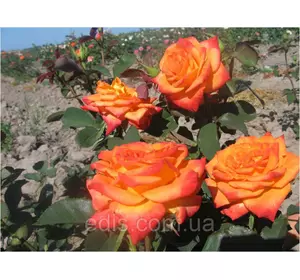 Троянда Моніка (Monika) чайно-гібридна Троянда Моніка (Monika) чайно-гібридна