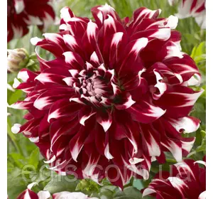 Жоржина з гігантською квіткою X-Factor Жоржина з гігантською квіткою X-Factor