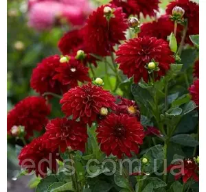 Жоржина низькоросла Melody Mambo Жоржина низькоросла Melody Mambo