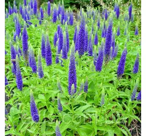 Вероніка довголиста Blauriesin (Блайризин) Вероніка довголиста Blauriesin (Блайризин)