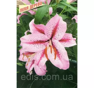 Лілія гігант Olimpic Torch (Олімпік Точ) цибулина 12/14 Лілія гігант Olimpic Torch (Олімпік Точ) цибулина 12/14