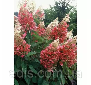 Гортензія Wim's Red (волотиста.однорічна) Гортензія Wim's Red (волотиста.однорічна)