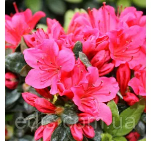 Рододендрон Geisha Red (азалія японська) в контейнері Рододендрон Geisha Red (азалія японська) в контейнері